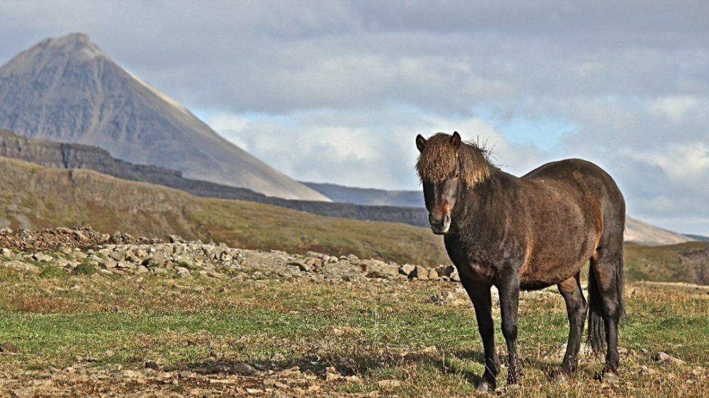 ISLAND, Pferd, Vulkan